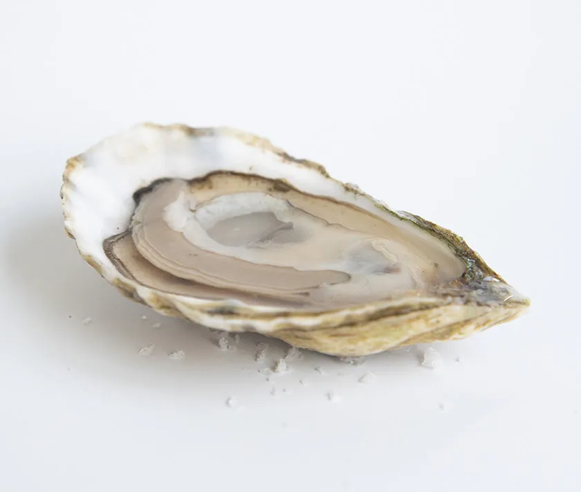 Beach Point Oysters from Barnstable, MA