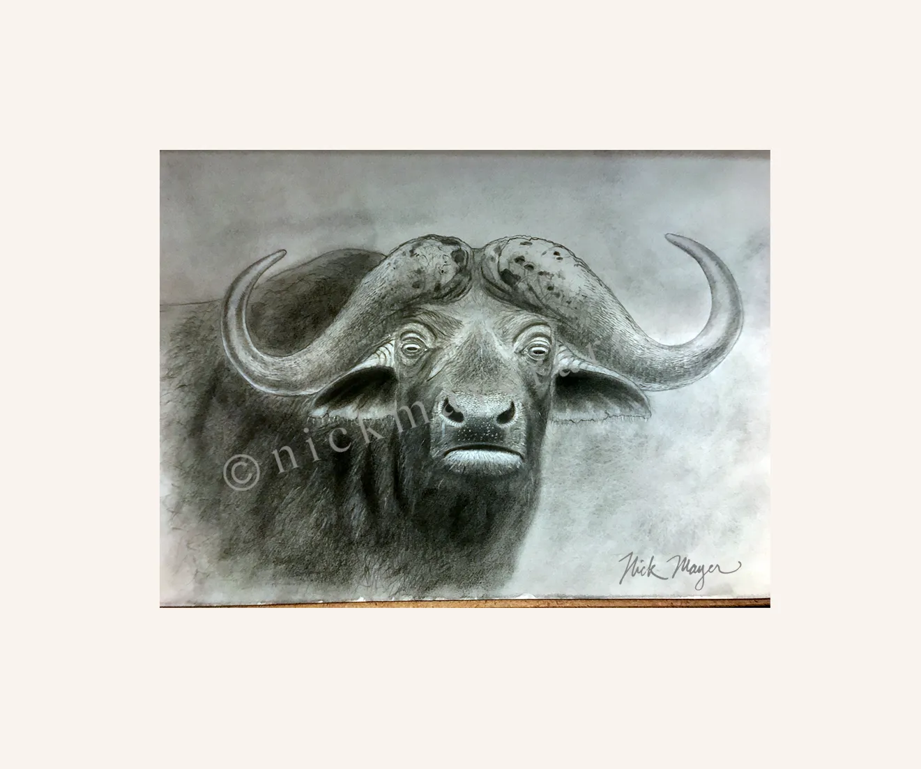 Cape Buffalo Print