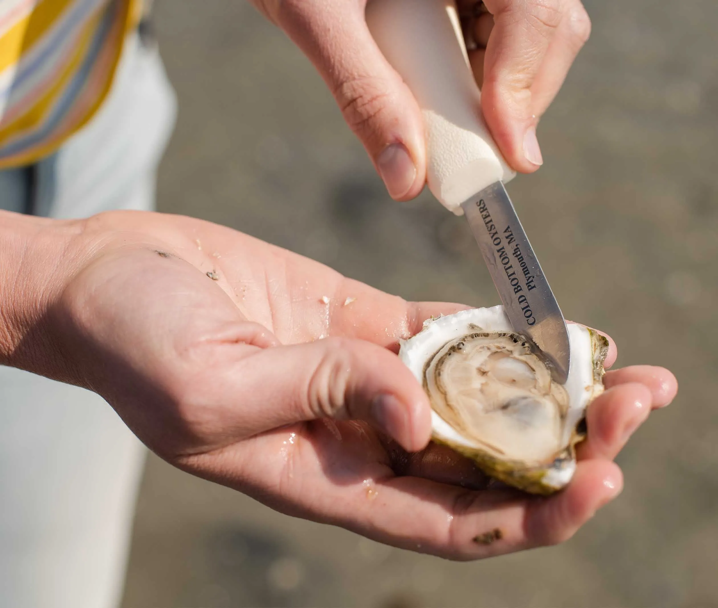 Cold Bottom Oysters from Plymouth, MA