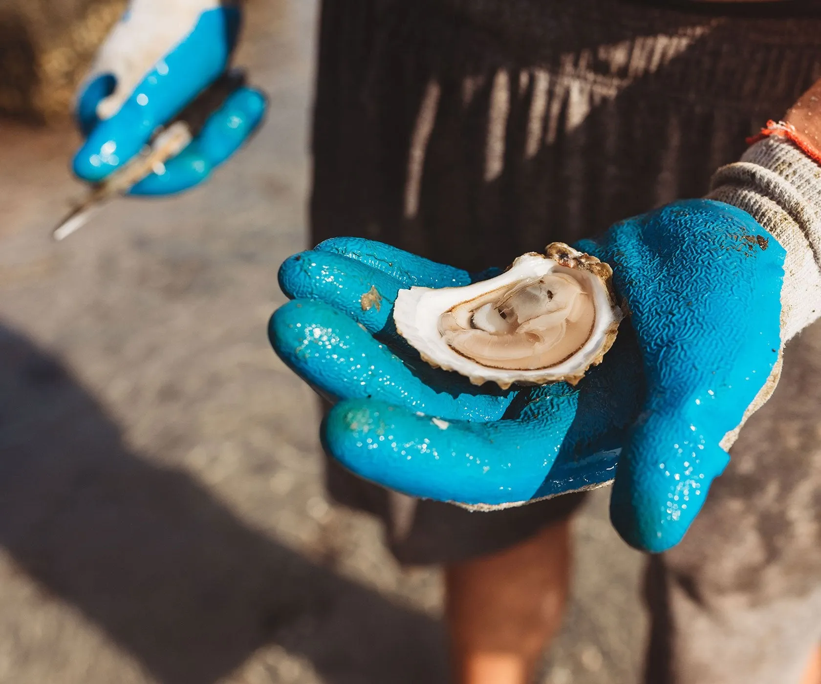 Crowes Pasture Oysters from Dennis, MA