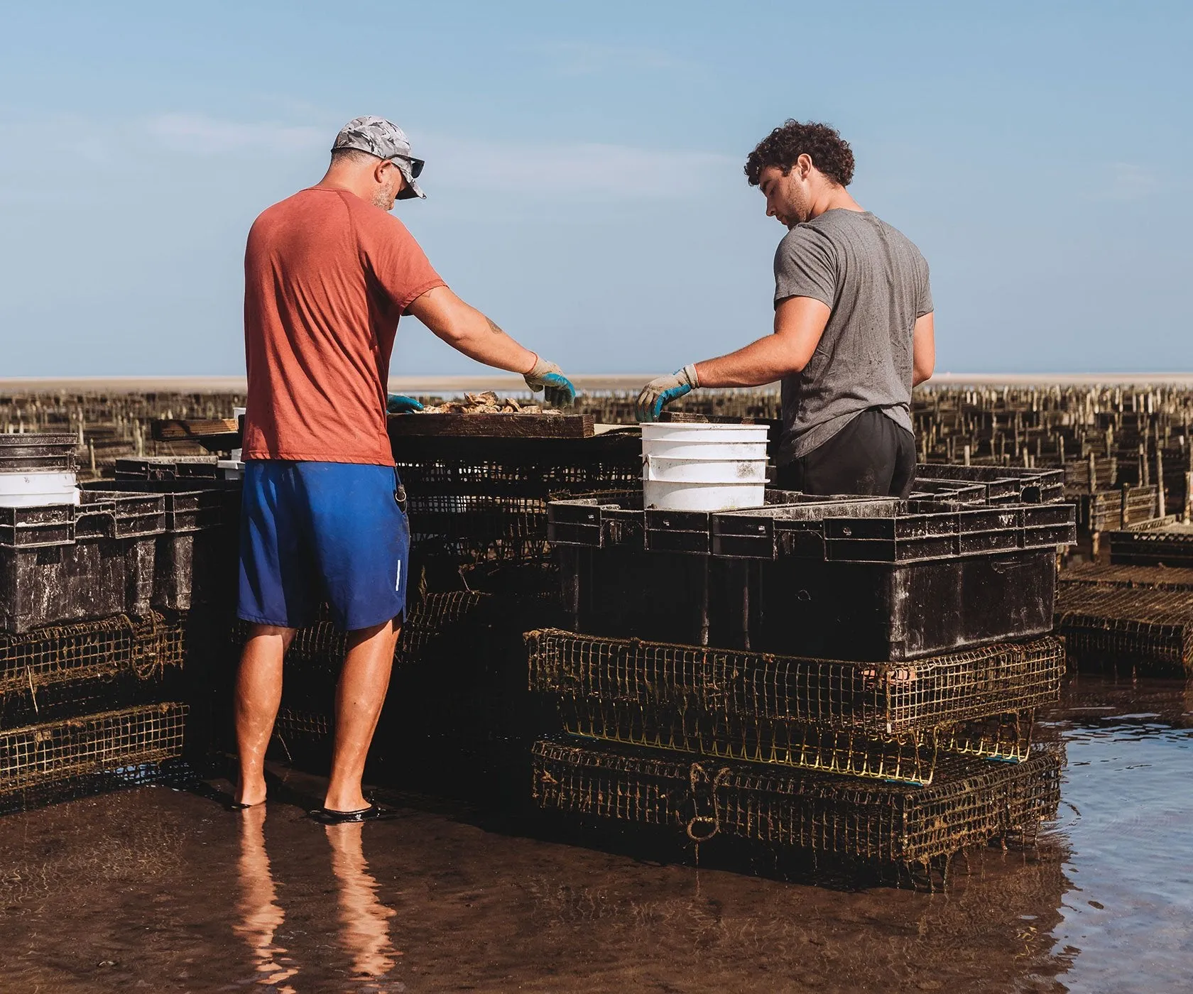 Crowes Pasture Oysters from Dennis, MA