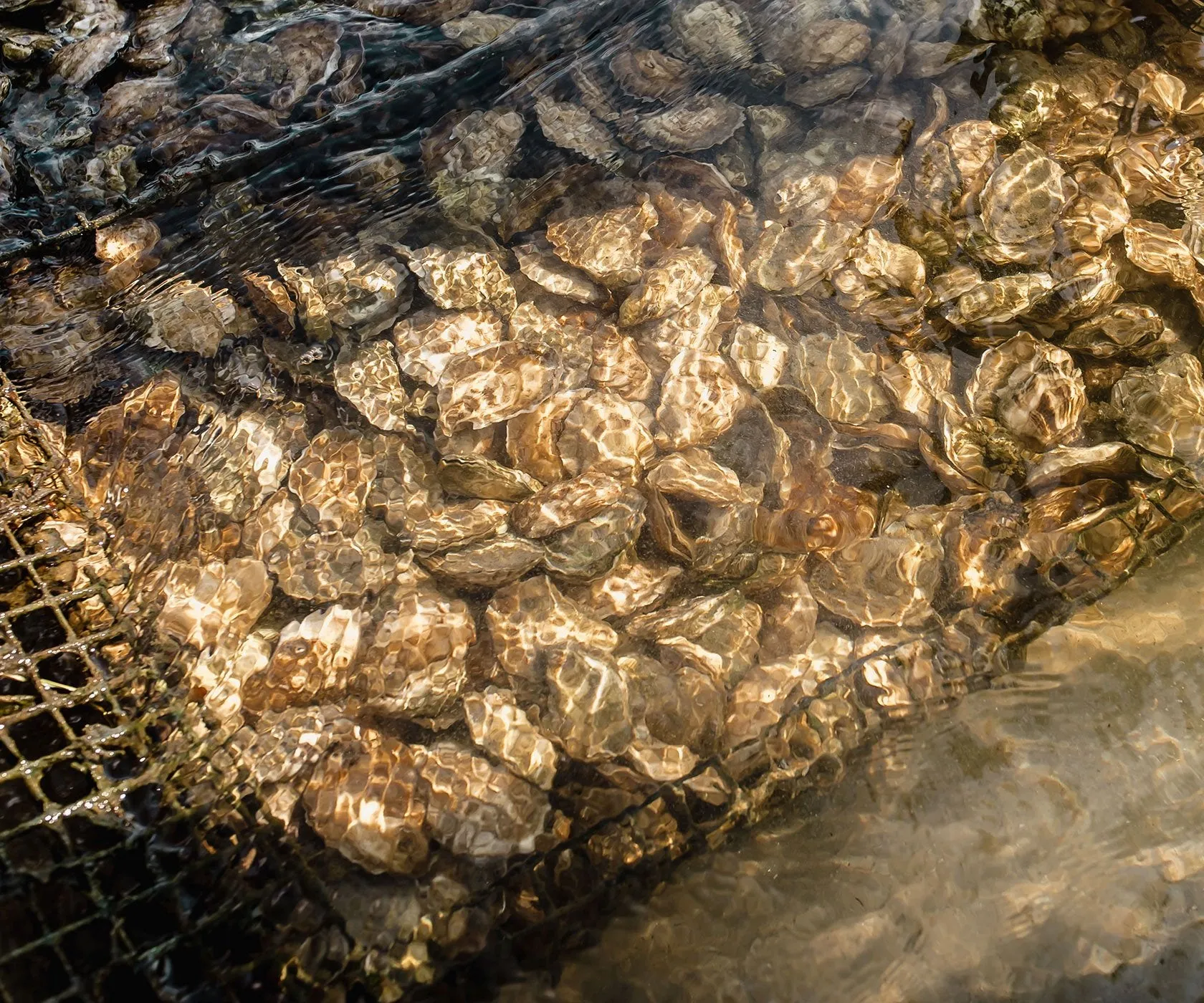 Crowes Pasture Oysters from Dennis, MA