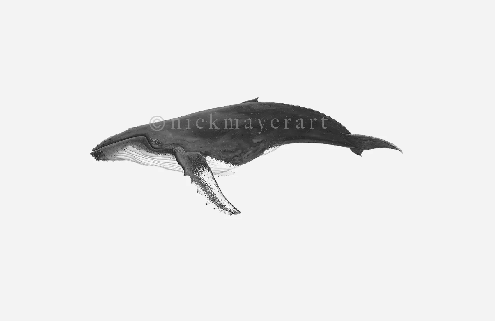 Humpback Whale Print (b&w)