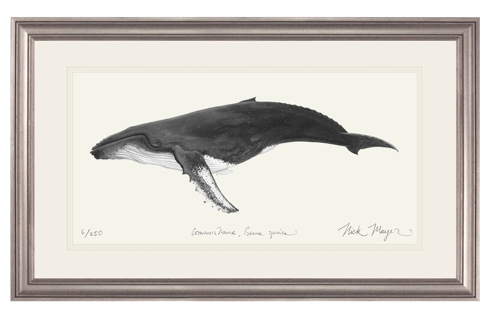 Humpback Whale Print (b&w)