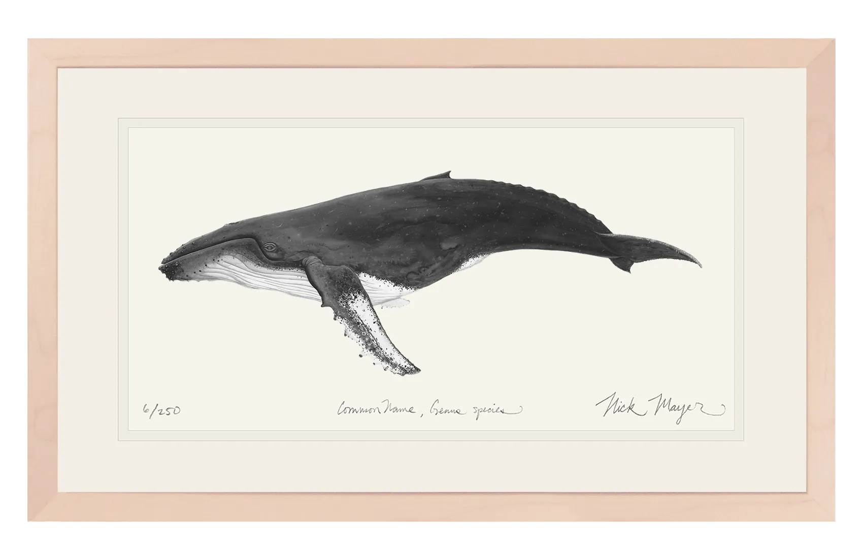 Humpback Whale Print (b&w)