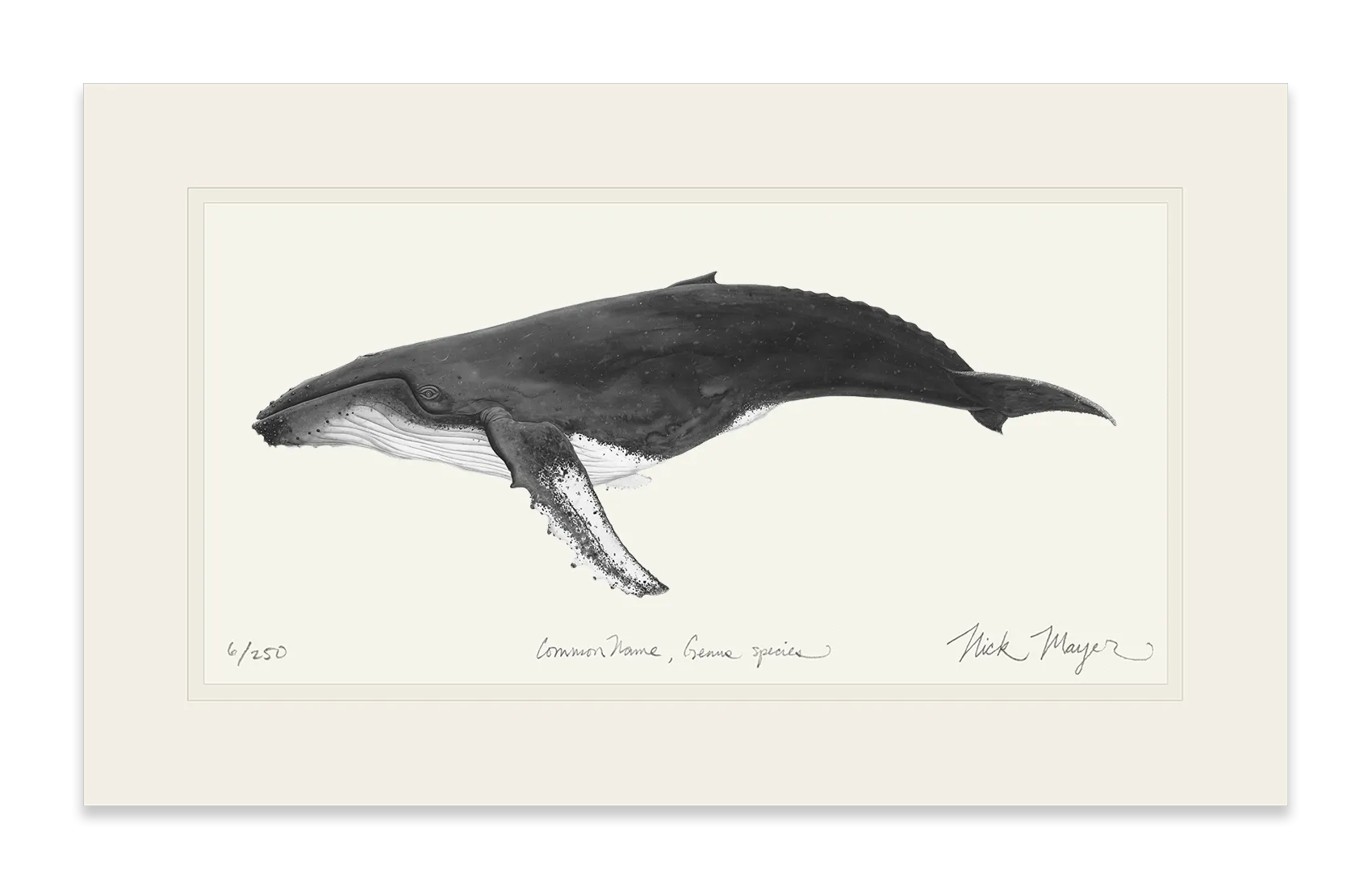 Humpback Whale Print (b&w)