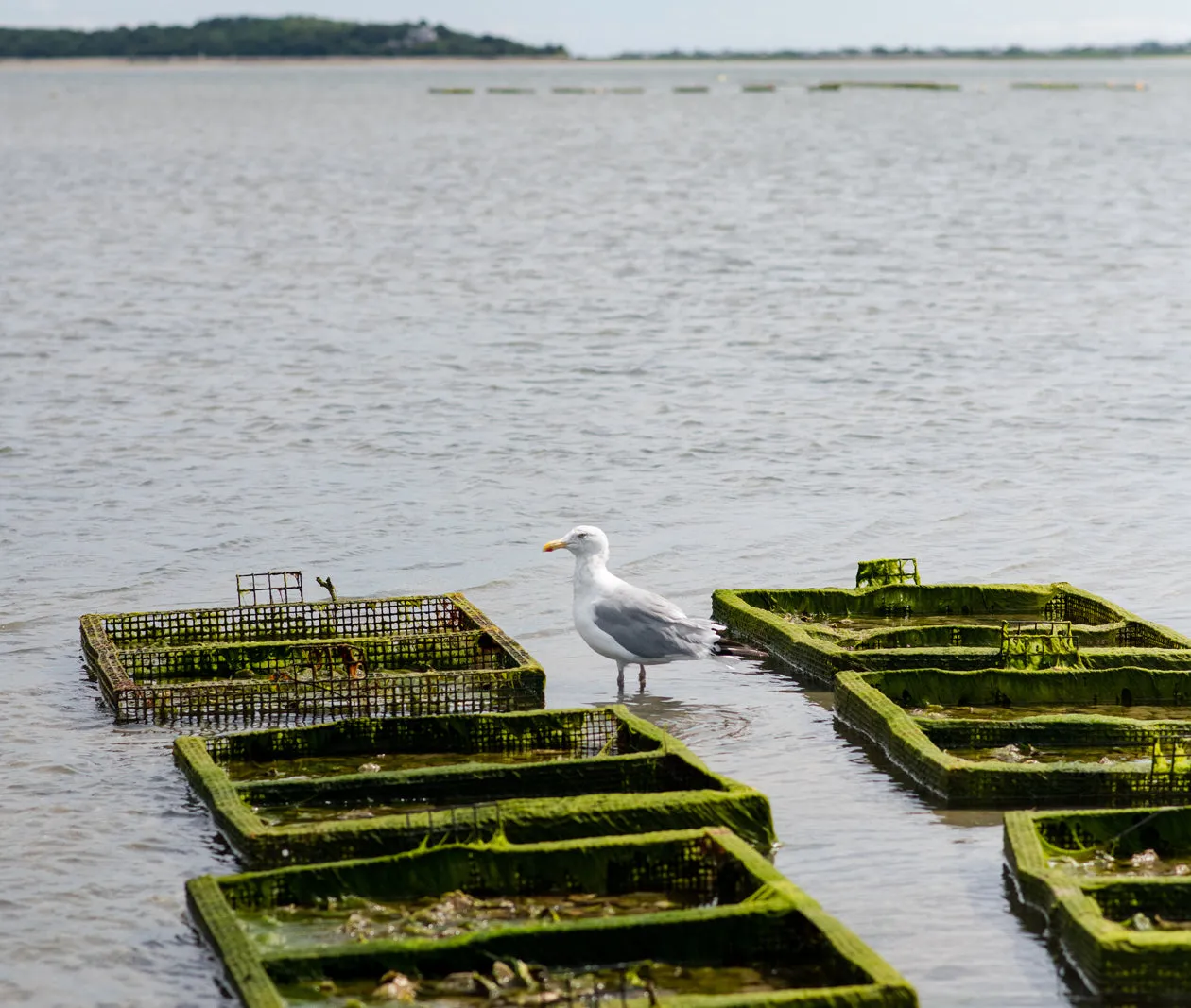 Ichabod Flat Oysters from Plymouth, MA