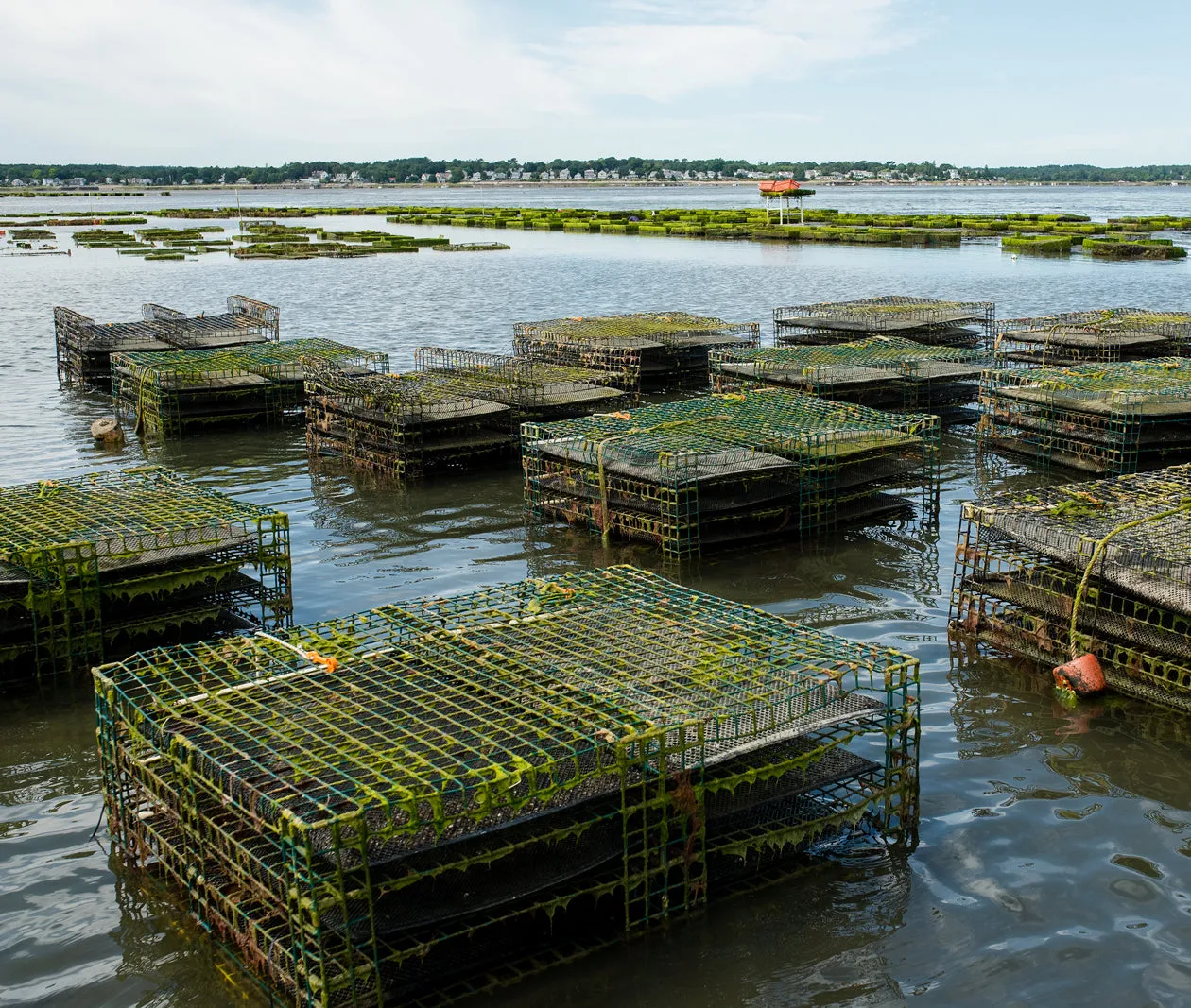 Ichabod Flat Oysters from Plymouth, MA