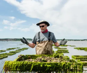 Ichabod Flat Oysters from Plymouth, MA