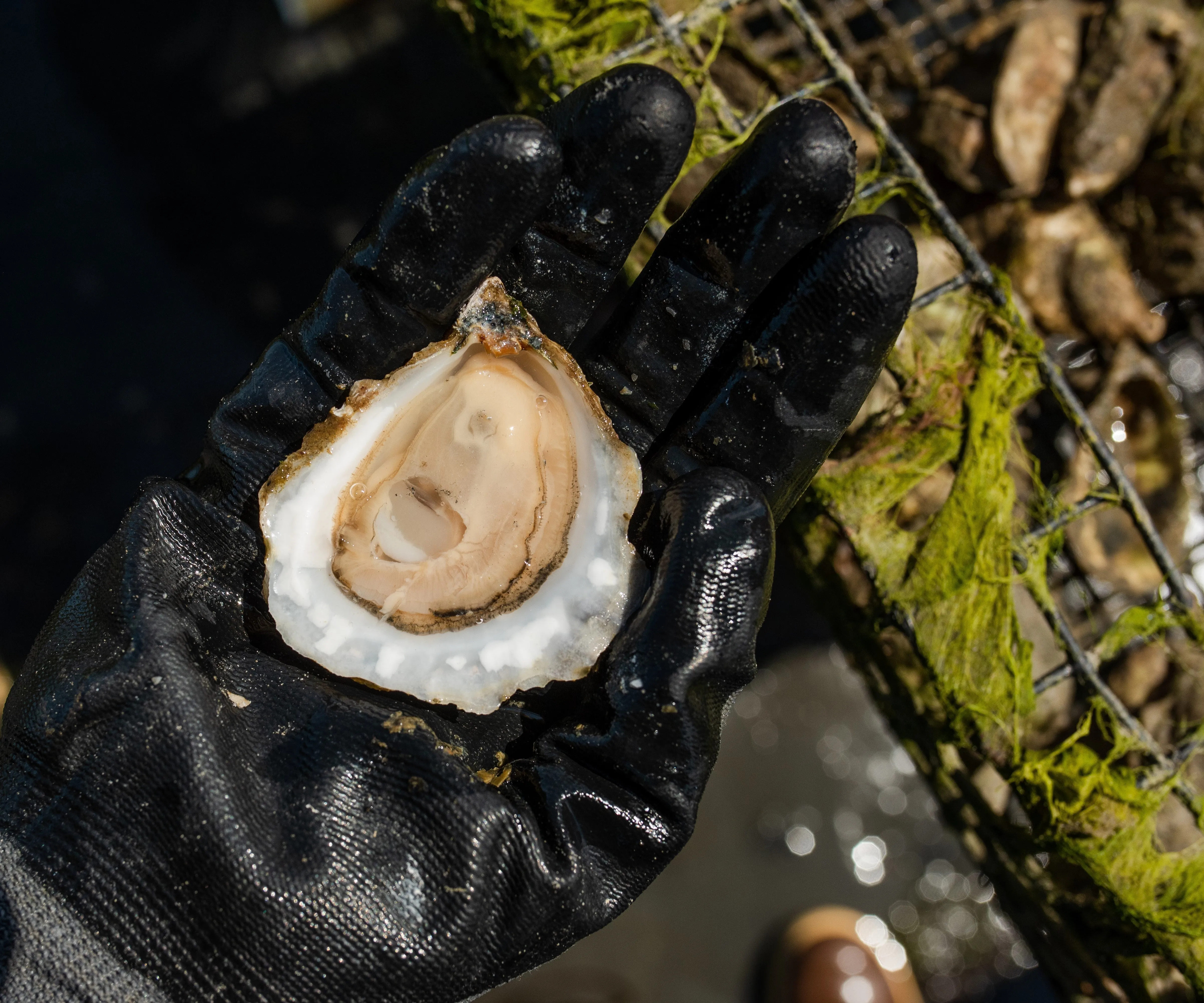 Ichabod Flat Oysters from Plymouth, MA