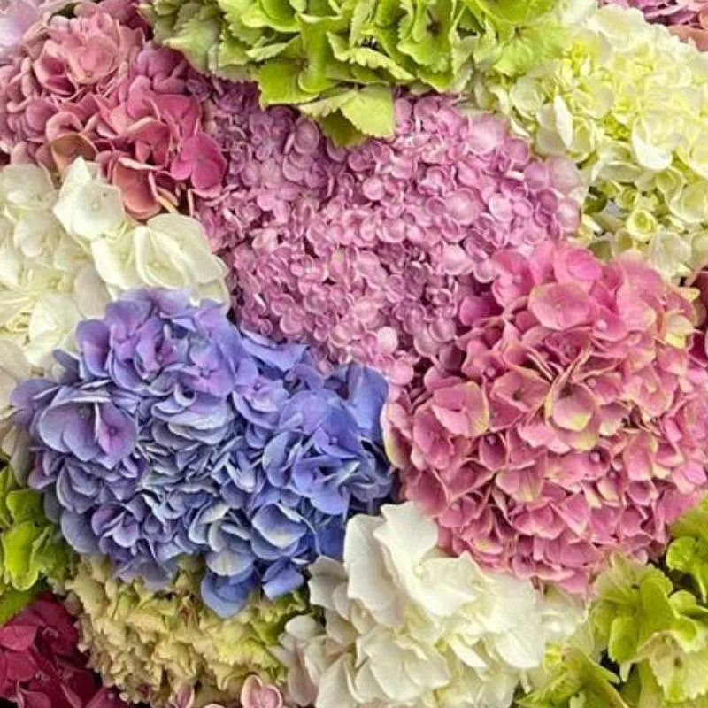 Multicoloured Hydrangea Bouquet